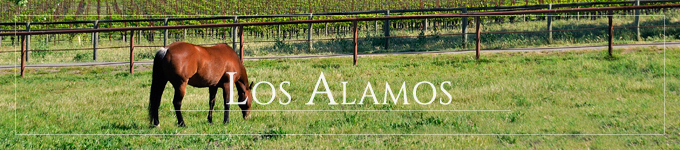 A thoroughbred horse with a vineyard in the background near Los Alamos in Santa Barbara Wine Country